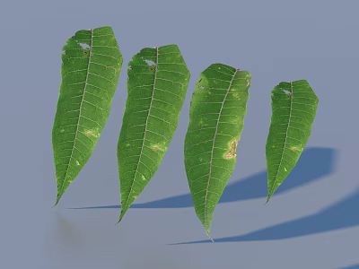 Green Leaves With Distinct Veins And Yellowish Brown Spots On Light Blue Background With Shadows 3d model