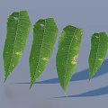 Green Leaves With Distinct Veins And Yellowish Brown Spots On Light Blue Background With Shadows