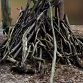 Tall Arbor Tree With Thick Trunk And Stacked Dry Branches On Natural Ground