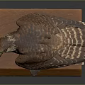 Well Preserved Falcon Taxidermy Specimen Standing On Solid Wooden Base