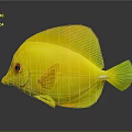 Vibrant Yellow Fish With Round Body Green Tail Red Eyes And Reflection On Gray Background