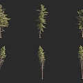 spruce tree landscape tree 3d model