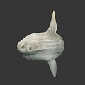 Ocean Sunfish Displaying Unique Flat Body And Large Dorsal Fin In Ocean Habitat