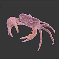 Orange Brown Marine Crab Aquatic Animal With Large Claws On Dark Reflective Surface