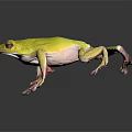 Yellow Frog With Bright Body Color And Pinkish Limbs Standing On Dark Surface