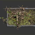 Bonsai Tree With Twisted Trunk Exposed Roots In Square Moss Covered Pot