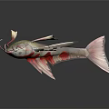Vibrant Red And White Aquatic Fish With Long Barbels And Streamlined Body