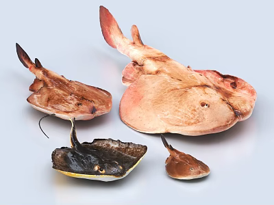 Devil Ray Electric Ray Red Ray Marine Life 3d model
