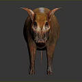 Wild Boar With Orange Fur And Red Eyes Standing On Gray Background