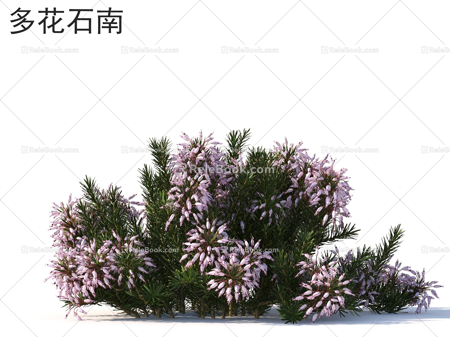 Many-flowered heather flowers and shrubs Plants 3d model