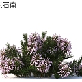 Many-flowered heather flowers and shrubs Plants 3d model