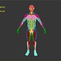 Anatomical Full Body Human Muscle 3D Model Displaying Limb Muscular Structure