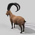 Realistic Brown Goat With Large Curved Horns Standing On Gray Background