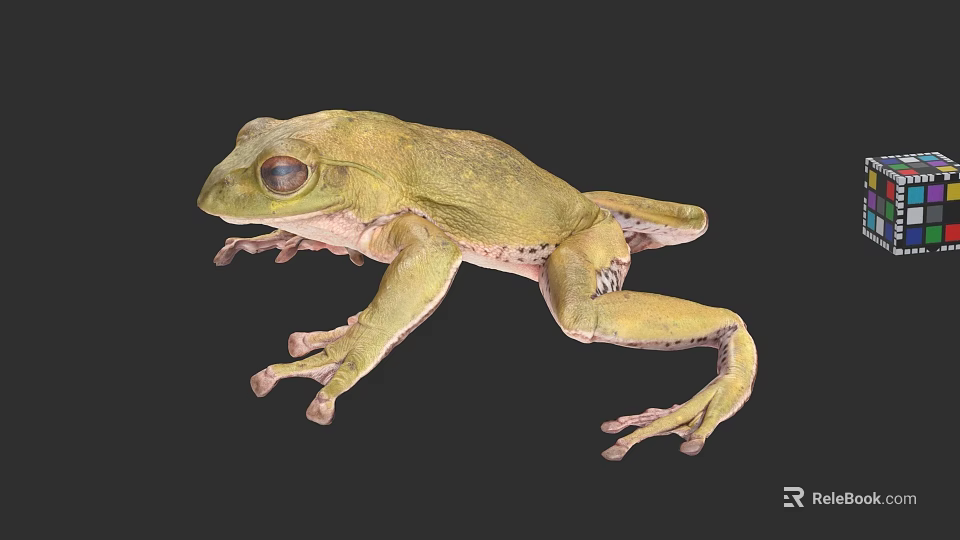 Green Tree Frog 3D Model With Lifelike Features On Dark Background 3d model 