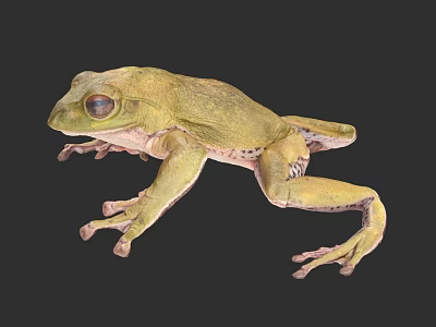 Green Tree Frog 3D Model With Lifelike Features On Dark Background 3d model