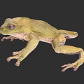 Green Tree Frog 3D Model With Lifelike Features On Dark Background
