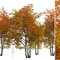 Vibrant Autumn Deciduous Trees With Orange Yellow Lush Foliage Canopy