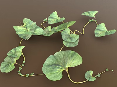 Lush Vining Plant With Heart Shaped Green Leaves And Vibrant Healthy Foliage 3d model