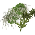 Lush Hanging Basket Plants With Various Green Foliage For Home Decoration