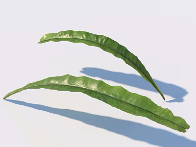 Green Long Curved Leaves With Natural Texture And Shadow On White Background 3d model