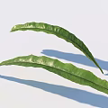 Green Long Curved Leaves With Natural Texture And Shadow On White Background