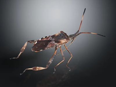 Leaf Footed Bug With Long Antennae And Distinctive Leg Structure On Dark Background 3d model