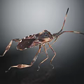 Leaf Footed Bug With Long Antennae And Distinctive Leg Structure On Dark Background 3d model