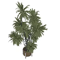 Lush Green Bonsai Potted Plant With Elegant Brown Pot And Vibrant Leaves