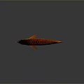 Red and Gold Arowana Fish With Shiny Scales And Reflective Surface
