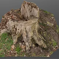 Decaying Old Tree Stump With Natural Texture Surrounded By Fallen Leaves And Grass 3d model
