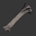 Detailed White Long Bone Skeletal Specimen Isolated on Black Background