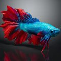 Colorful Blue and Red Betta Fish with Flowy Fins and Shiny Reflection