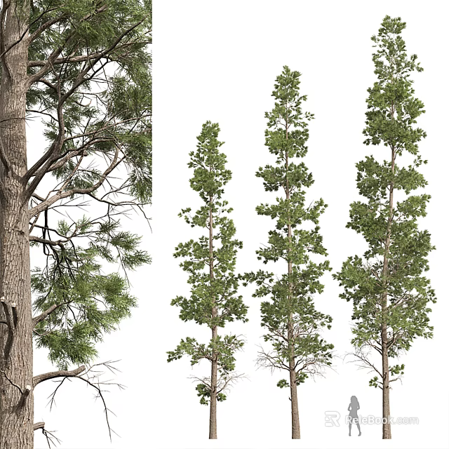 Various Arbor Trees Showing Straight Trunks and Lush Green Foliage 3d model