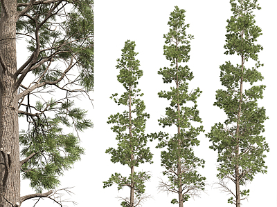 Modern Trees Landscape Trees 3d model