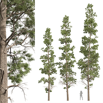 Modern Trees Landscape Trees 3d model