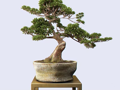 Bonsai Tree With Twisted Trunk And Lush Green Foliage In Ceramic Pot On Gold Stand 3d model