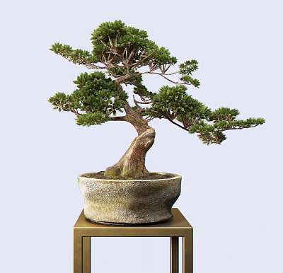 Bonsai Tree With Twisted Trunk And Lush Green Foliage In Ceramic Pot On Gold Stand 3d model