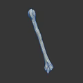 Human Bone Organ Structure With Hair Fibers On Dark Reflective Background