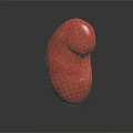 Glossy Red 3D Anatomical Kidney Model for Medical Education and