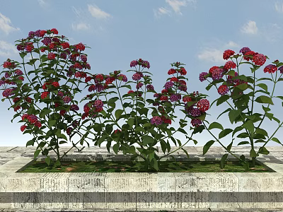 Vibrant Red And Purple Flowers With Green Leaves In Stone Planter Under Blue Sky 3d model