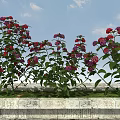 Vibrant Red And Purple Flowers With Green Leaves In Stone Planter Under Blue Sky