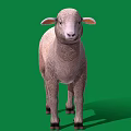 Detailed Light Brown Sheep Standing Full Body Side View On Green Background 3d model