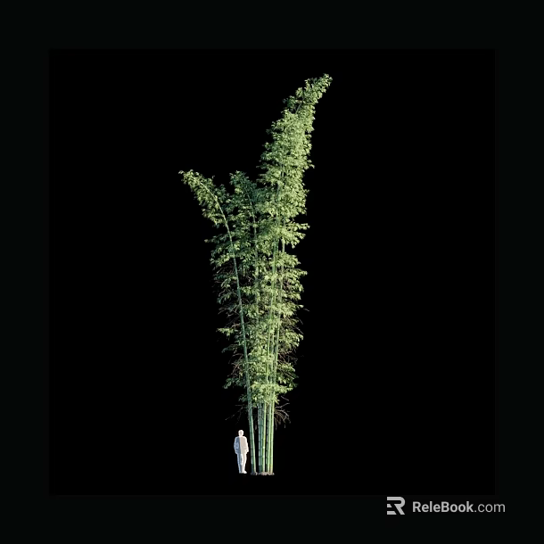 Tall Green Bamboo Plant Standing With Human Figure For Size Comparison 3d model 