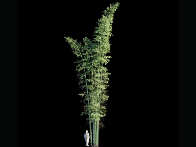 Tall Green Bamboo Plant Standing With Human Figure For Size Comparison 3d model