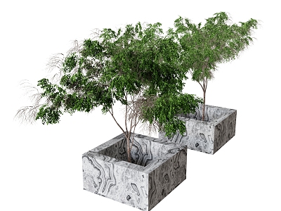 Plant combination tree bonsai 3d model