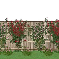 Green Plant Wall with Red and Pink Roses on Bamboo Fence Green Grass Blue Sky