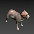 Brown And White Medium Sized Dog Standing On Neutral Gray Background