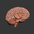 Detailed 3D Human Brain Anatomy Model With Cerebral Cortex And Neural Structures