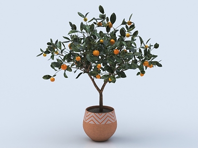 Orange Tree Citrus Book Orange Potted Vegetable Fruit Sugar Orange Ice Sugar Orange model