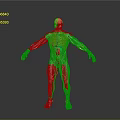 Detailed 3D Human Anatomy Model With Visible Internal Organs And Skeletal Structure